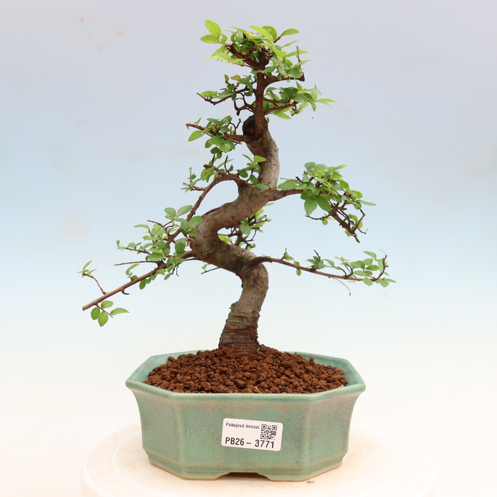Szobai bonsai - Ulmus parvifolia - Kislevelű szilfa