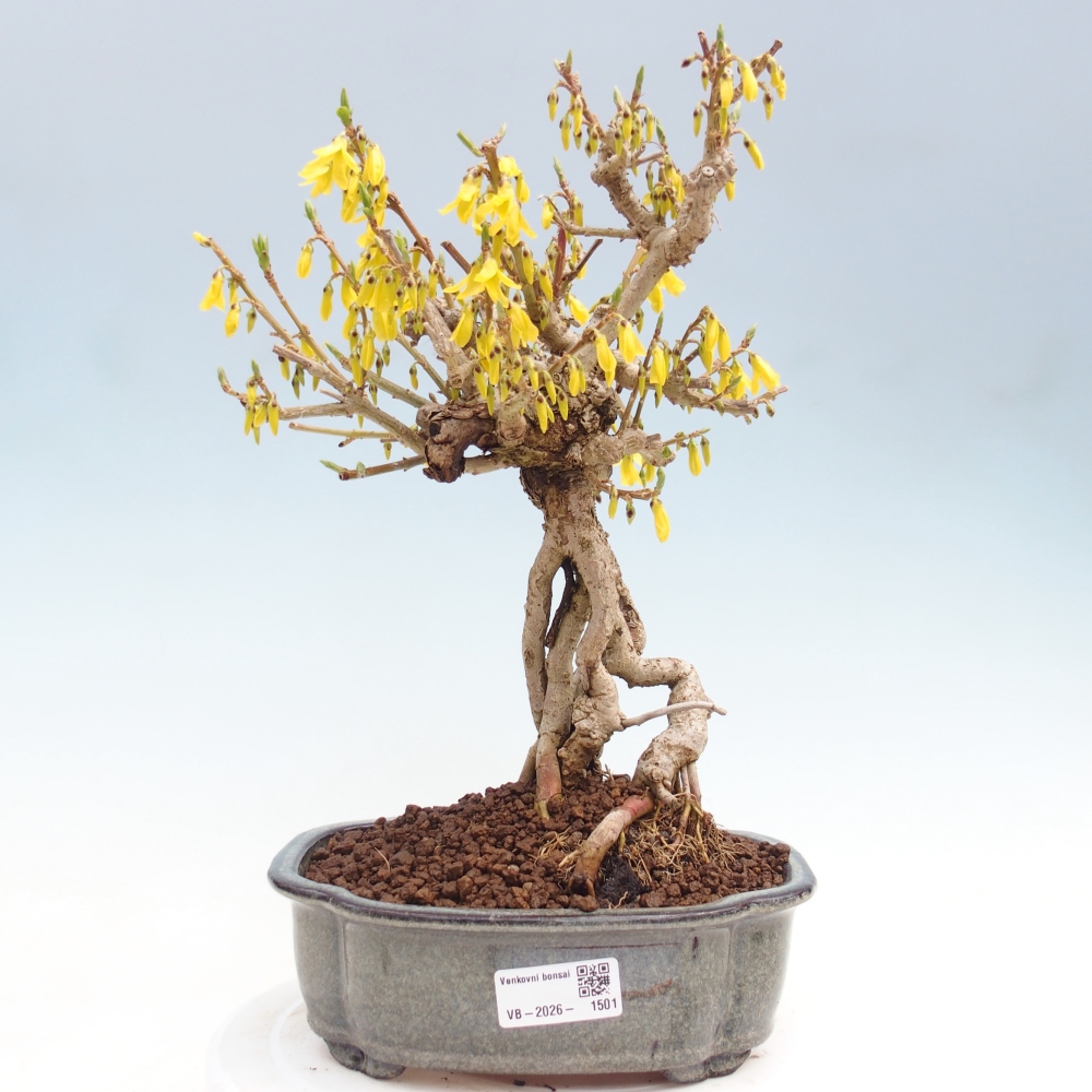 Kültéri bonsai - Zlatice - Forsythia koreana