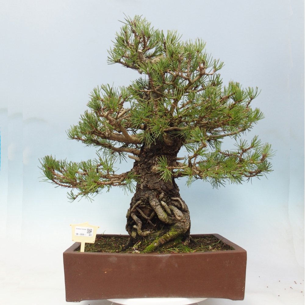 Kültéri bonsai - Pinus sylvestris - Pinus sylvestris