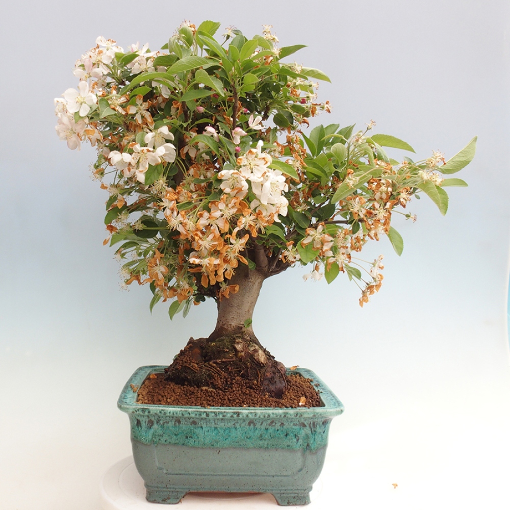 Kültéri bonsai -Malus halliana - Kis gyümölcsű almafa