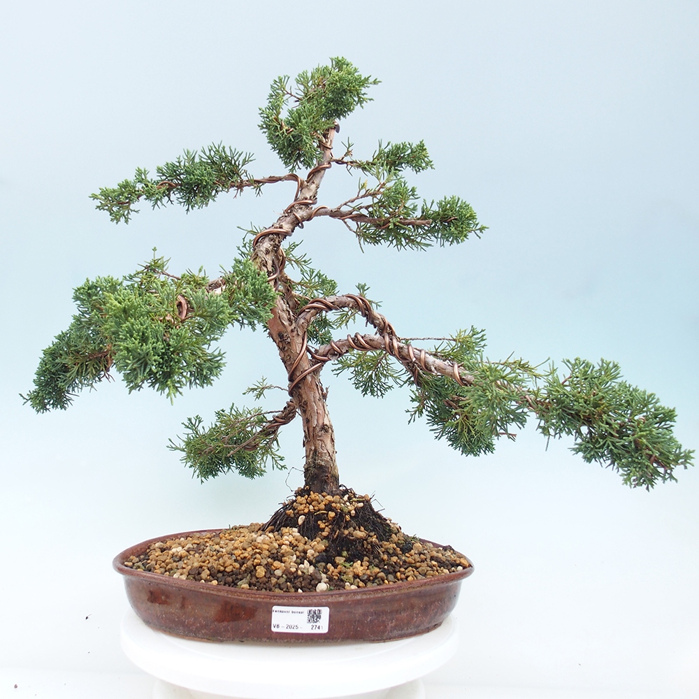 Kültéri bonsai - Juniperus chinensis Kishu