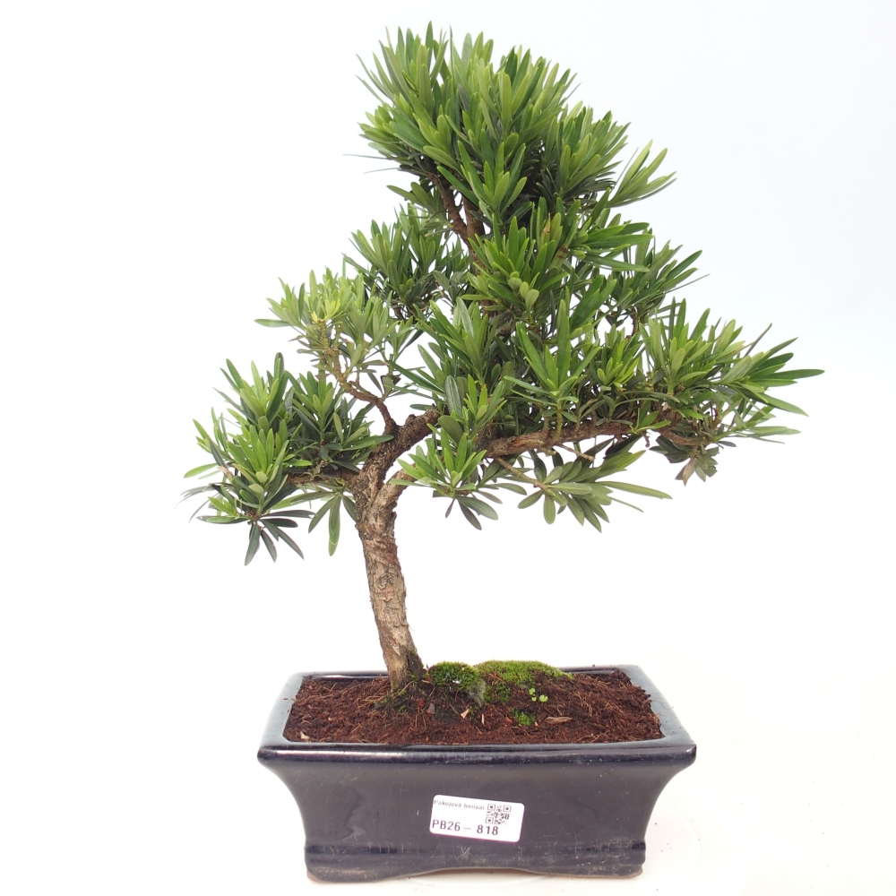 Szobai bonsai - Podocarpus - Kőtiszafa