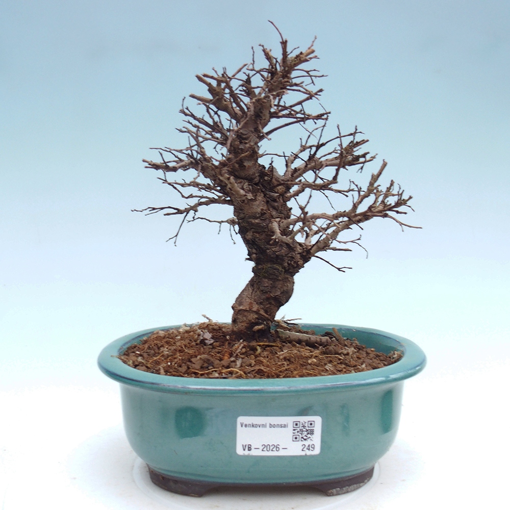 Kültéri bonsai - Zelkova - Zelkova NIRE