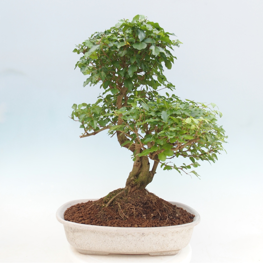 Szobai bonsai -Ligustrum chinensis - Madárcsőr