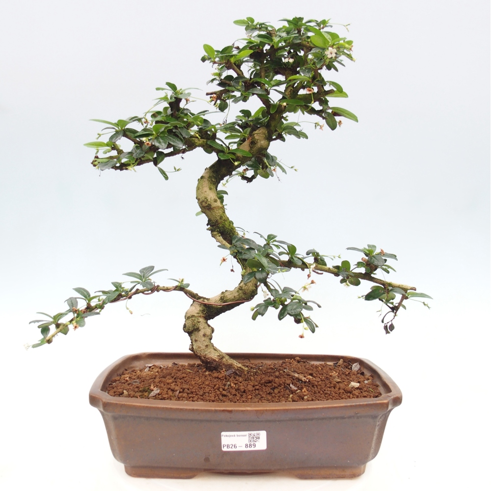 Szobai bonsai - Carmona macrophylla - Tea fuki
