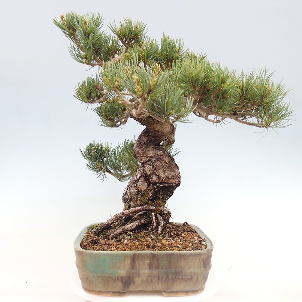 Kültéri bonsai - Pinus parviflora - Pinus parviflora