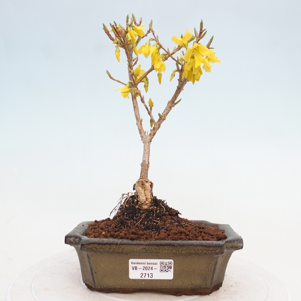 Kültéri bonsai - Zlatice - Forsythia intermedia