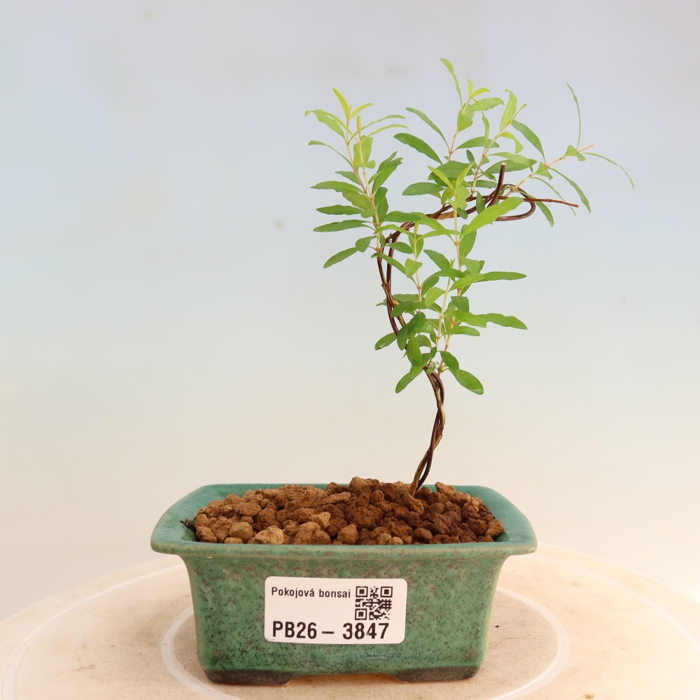 Szobai bonsai-PUNICA granatum nana-gránátalma
