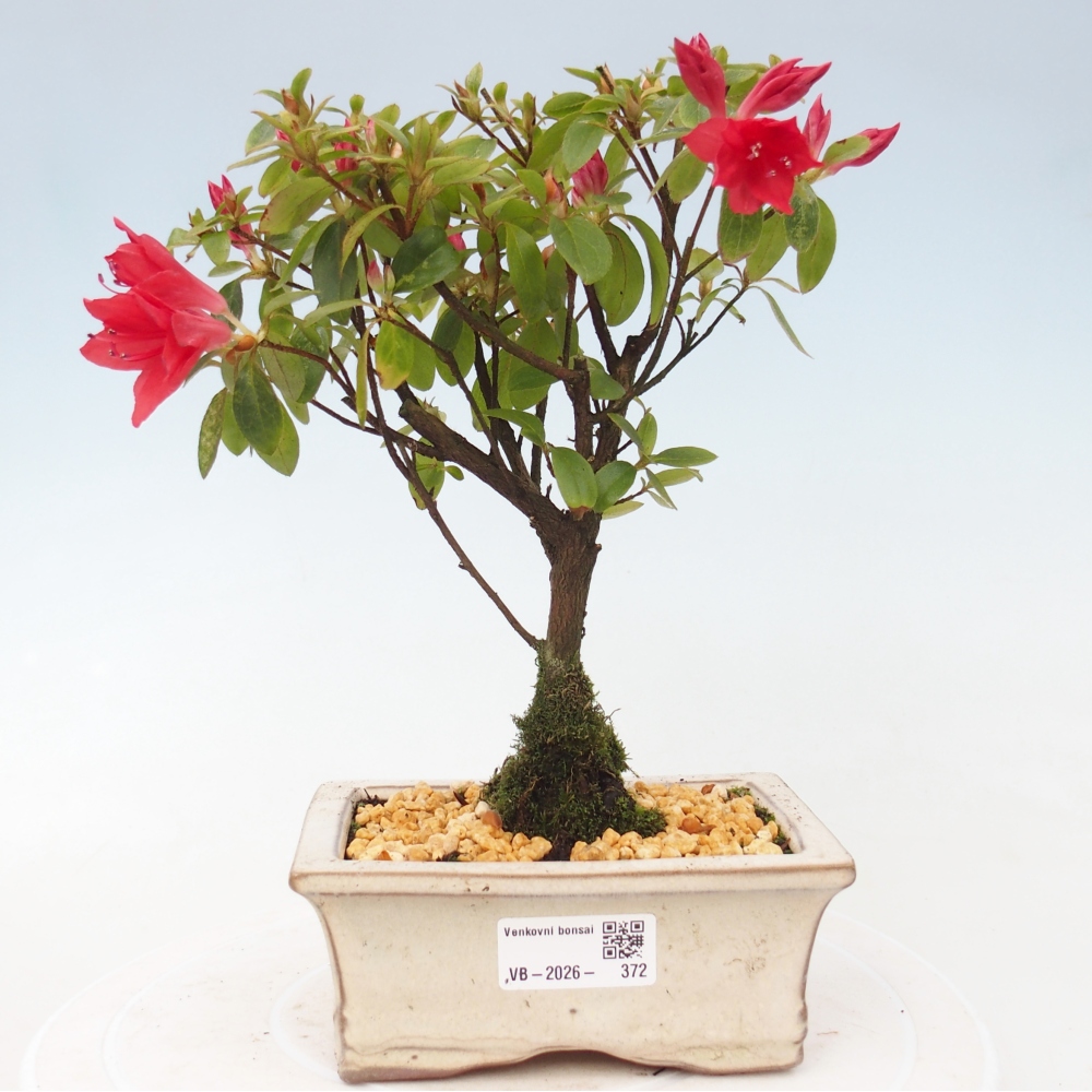Kültéri bonsai - japán azálea - Azalea sp.