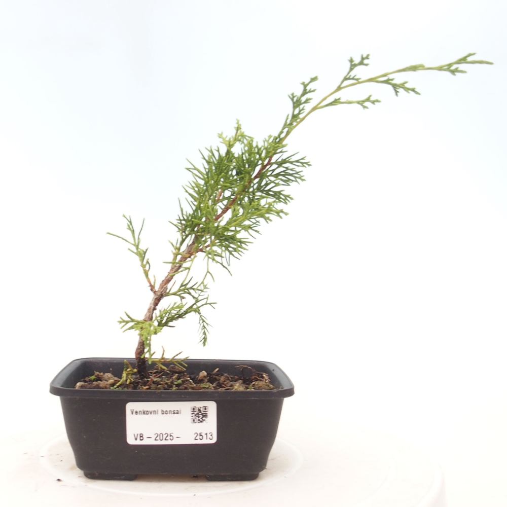 Kültéri bonsai - Juniperus chinensis Itoigawa