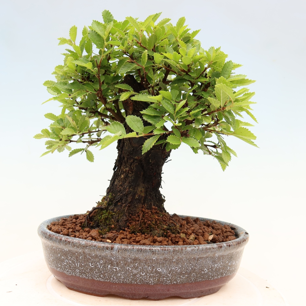 Kültéri bonsai - Zelkova - Zelkova NIRE