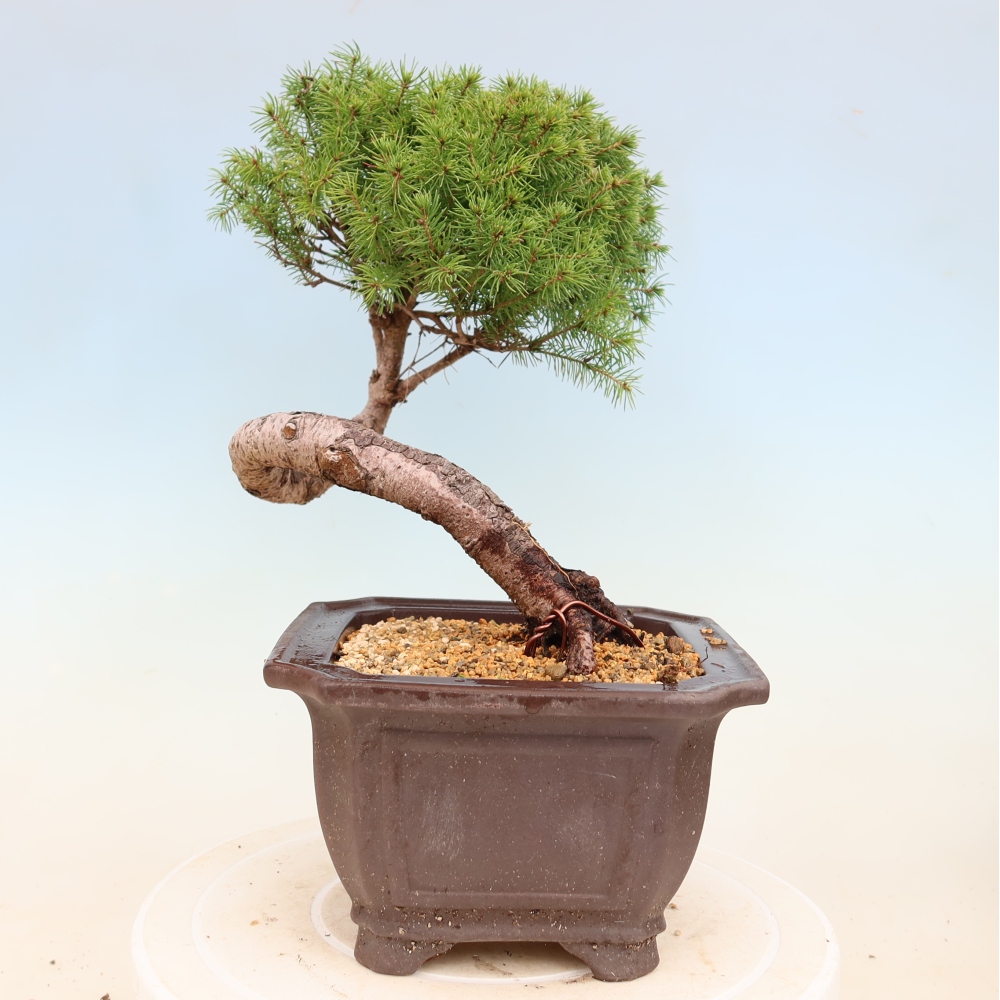 Kültéri bonsai - lucfenyő - Picea glauca globe