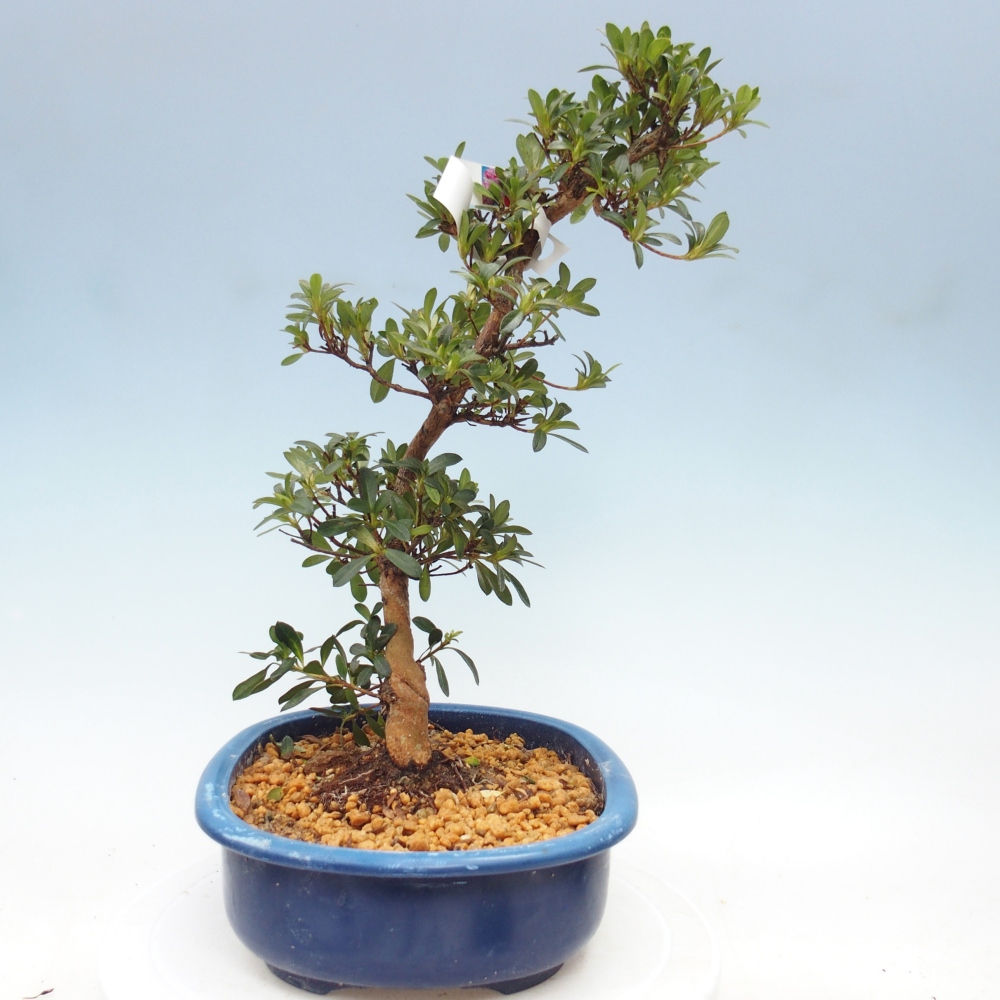 Kültéri bonsai - Japán azálea - Azalea Santoka