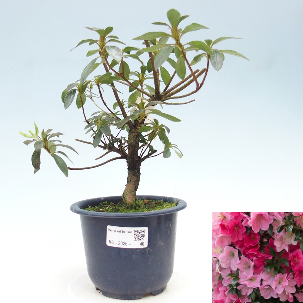 Kültéri bonsai - Japán azálea - Azalea Saien