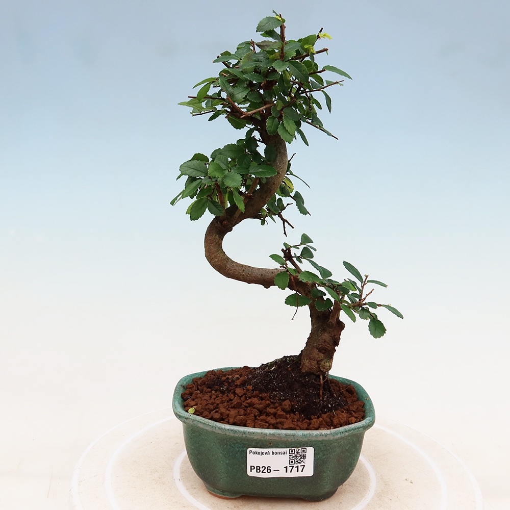 Szobai bonsai - Ulmus parvifolia - Kislevelű szilfa