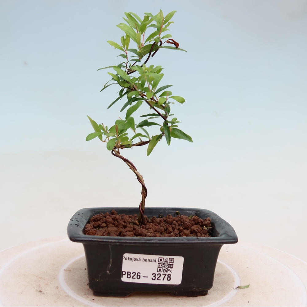 Szobai bonsai-PUNICA granatum nana-gránátalma