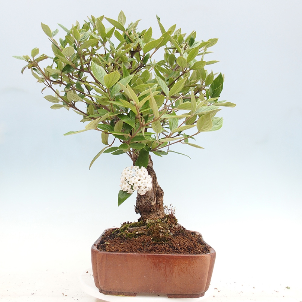 Kültéri bonsai-Kalina Bodnanská - Viburum carlesii hemsi