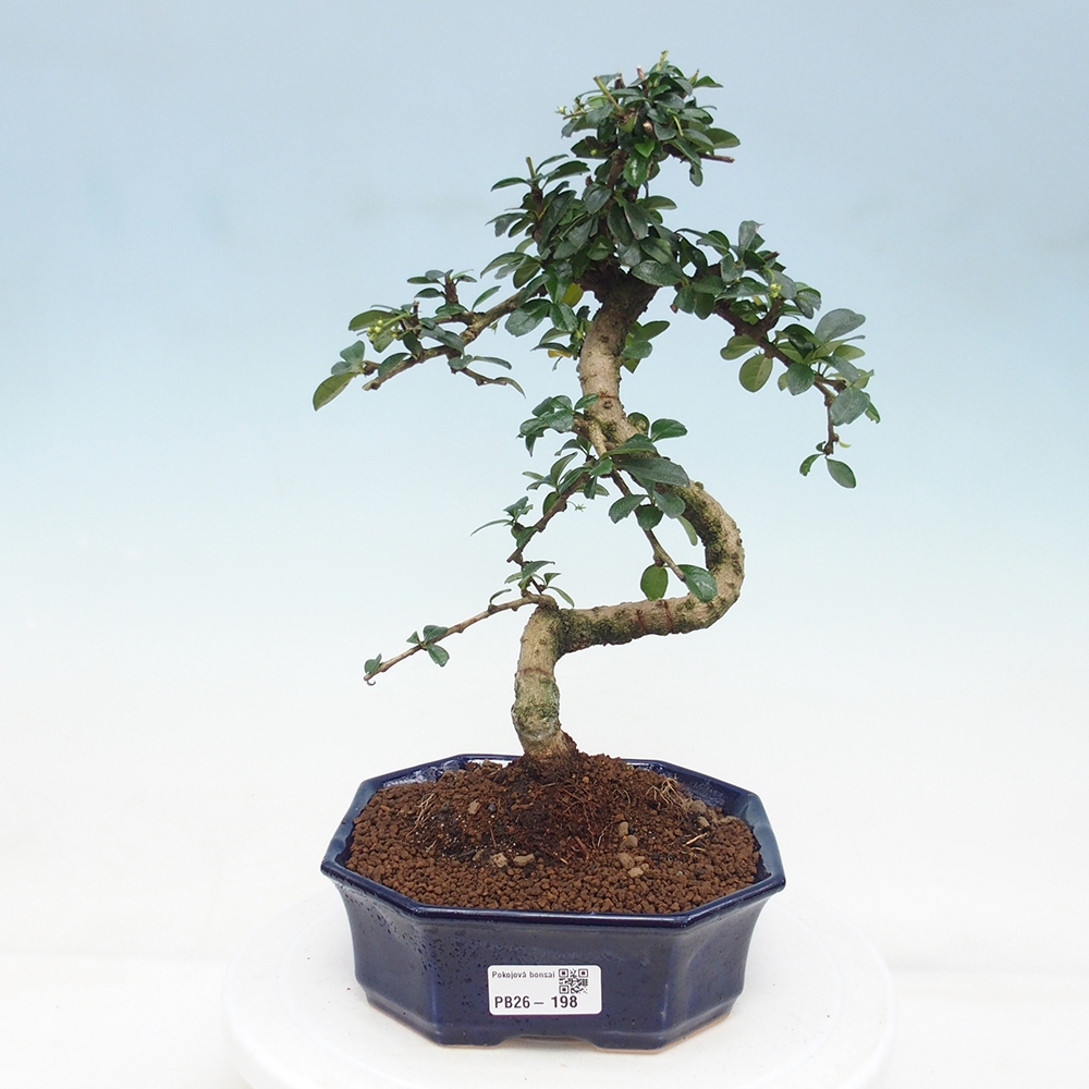 Szobai bonsai - Carmona macrophylla - Tea fuki
