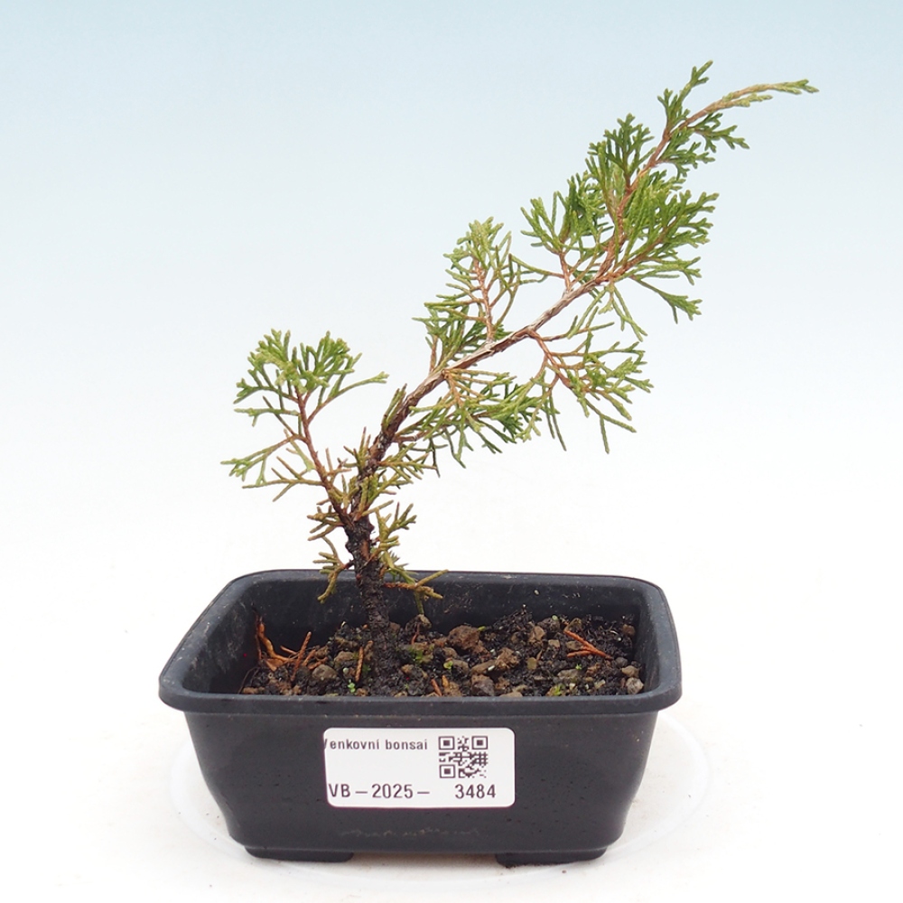 Kültéri bonsai - Juniperus chinensis Itoigawa