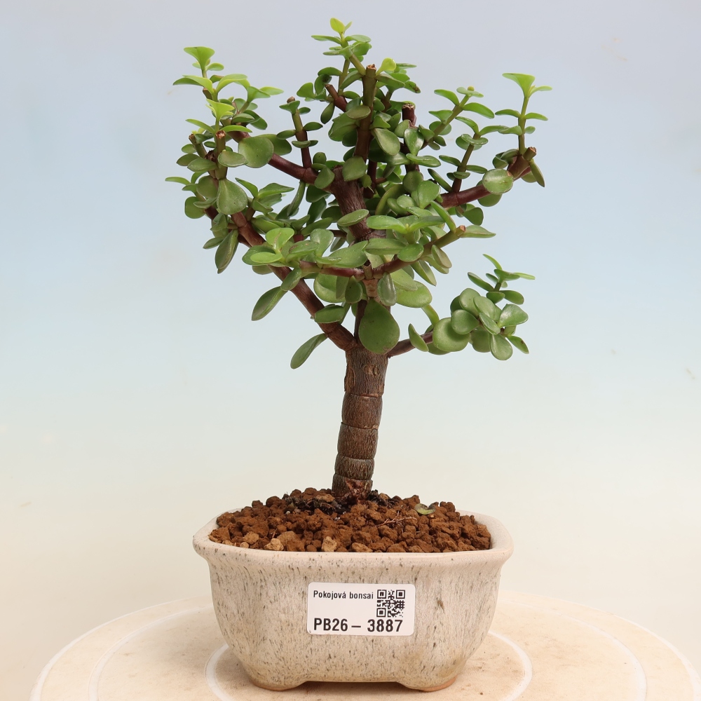 Szoba bonsai - Portulakaria Afra - Tlustice