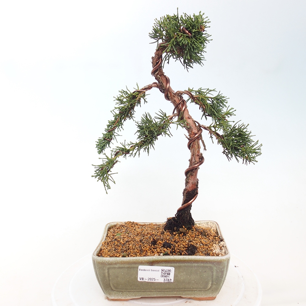 Kültéri bonsai - Juniperus chinensis Kishu