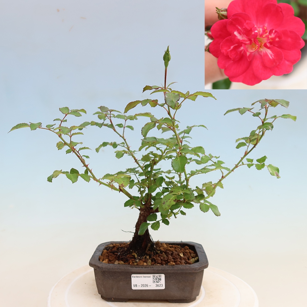 Kültéri bonsai - Rosa Kordes - rózsa
