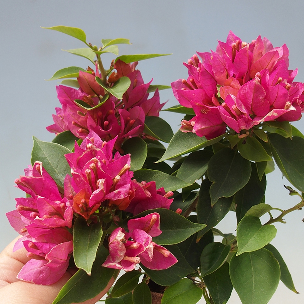 Szoba bonsai - Bouganwilea