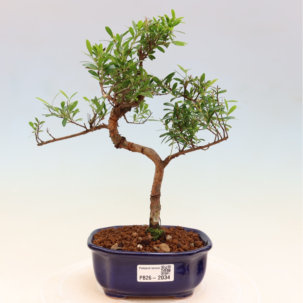 Szobai bonsai - Syzygium - Pimento