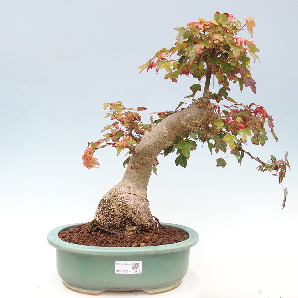 Kültéri bonsai - Acer Buergerianum - Burger juhar