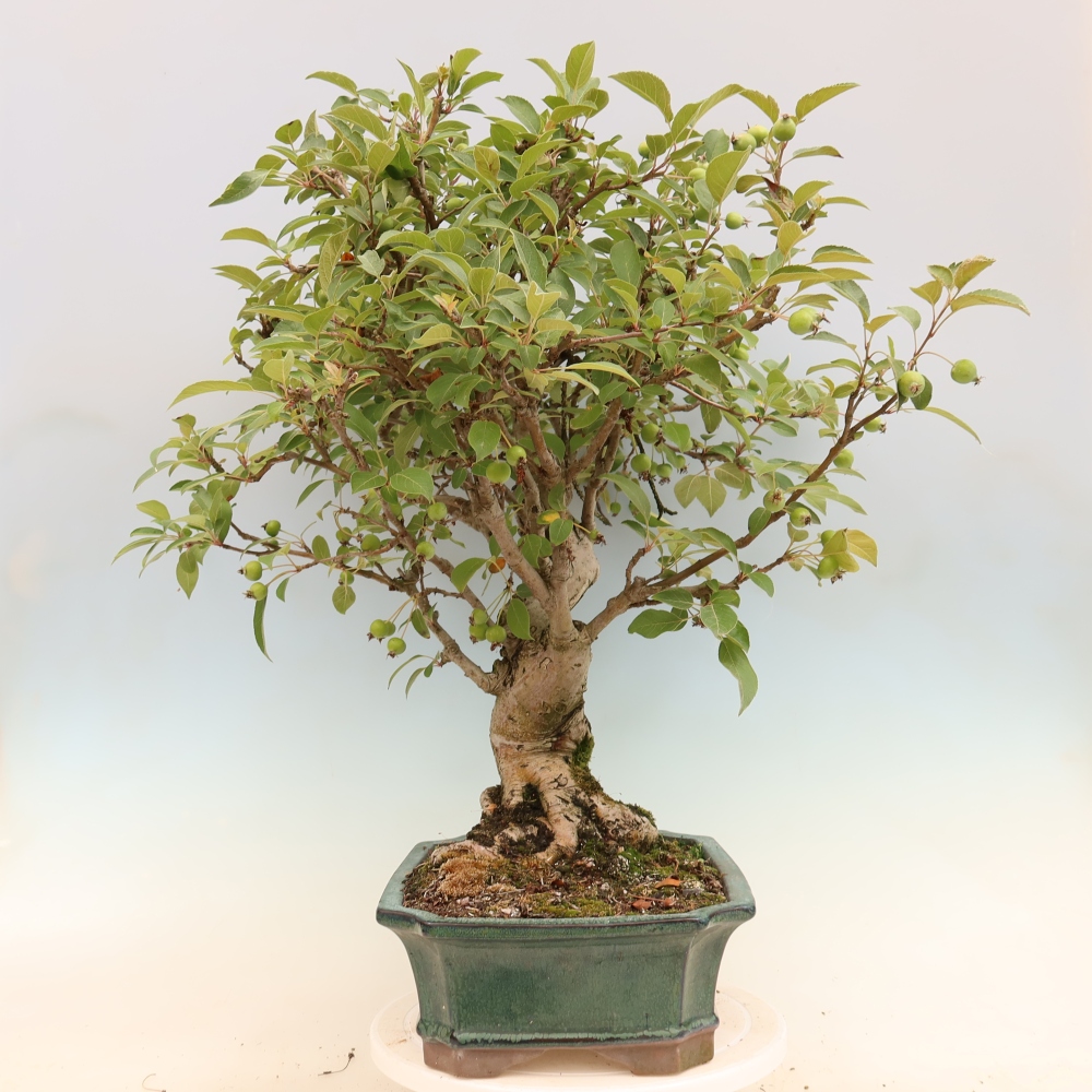 Kültéri bonsai -Malus halliana - Kis gyümölcsű almafa
