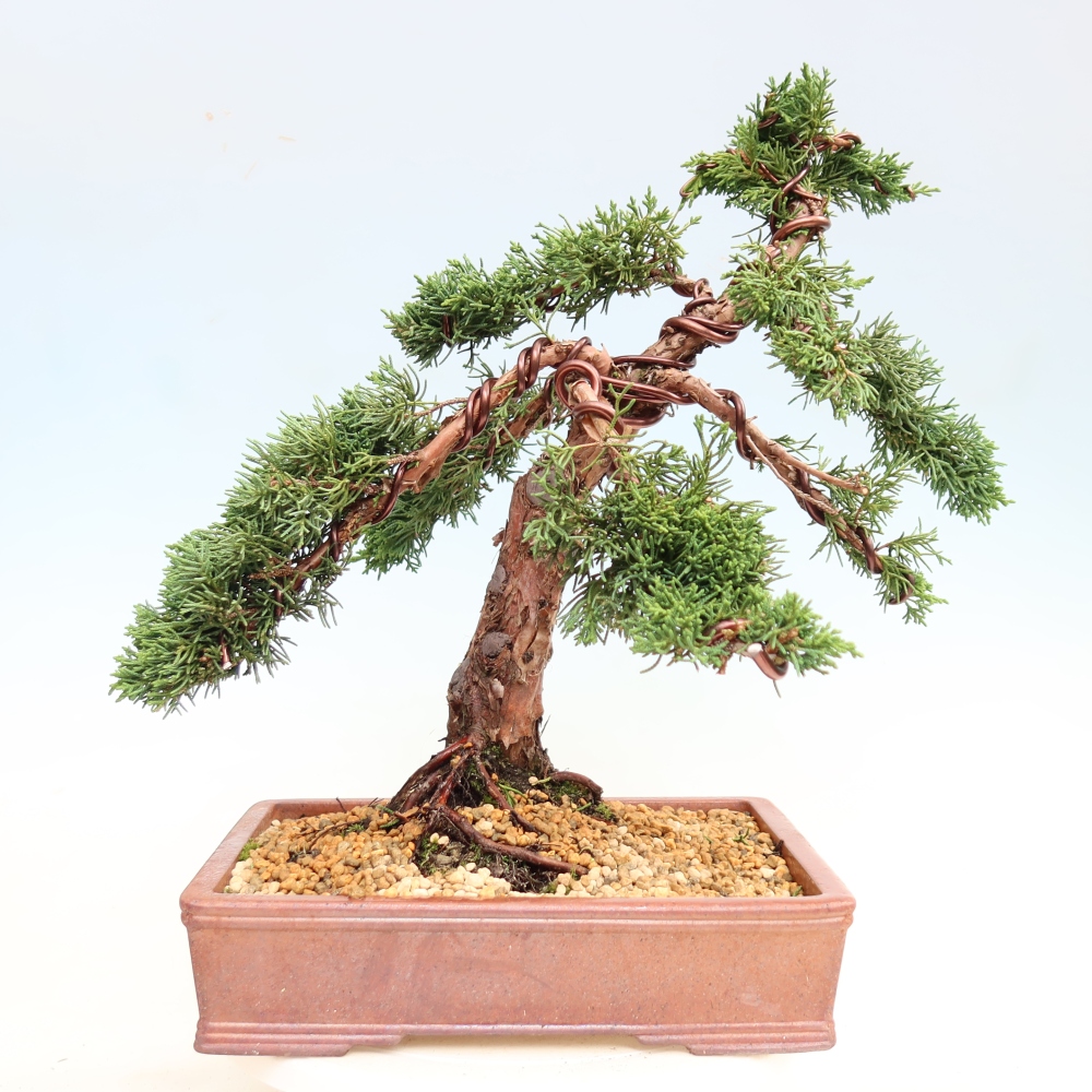 Kültéri bonsai - Juniperus chinensis Kishu