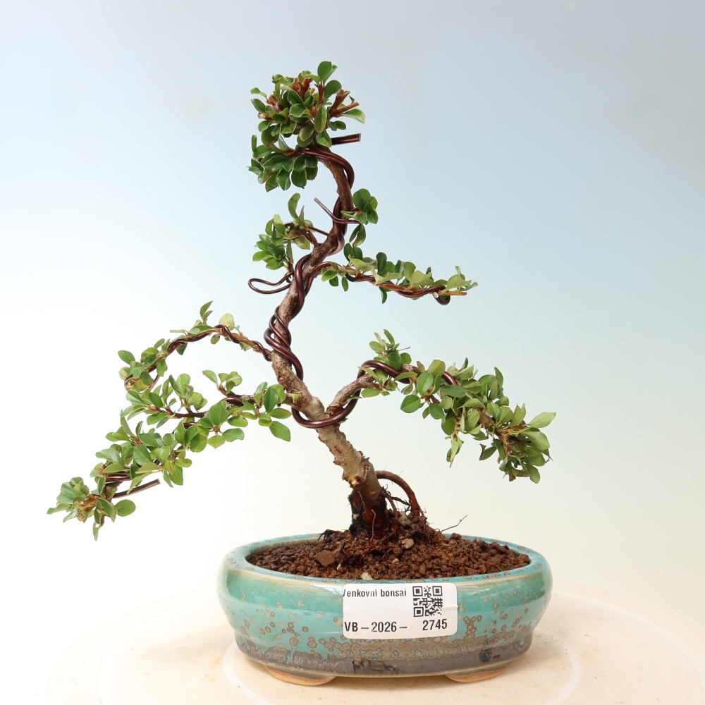 Kültéri bonsai - Cotoneaster horizontalis - Rocky Mountain