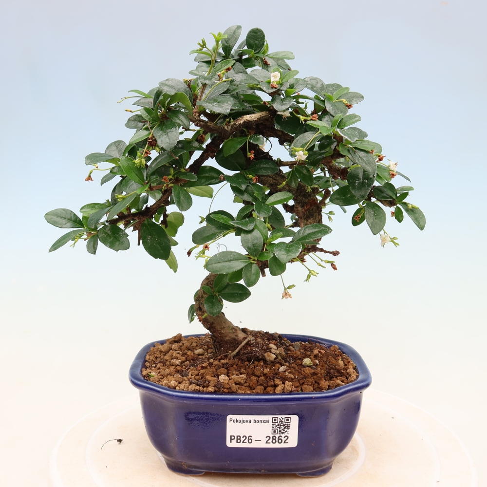 Szobai bonsai - Carmona macrophylla - Tea fuki