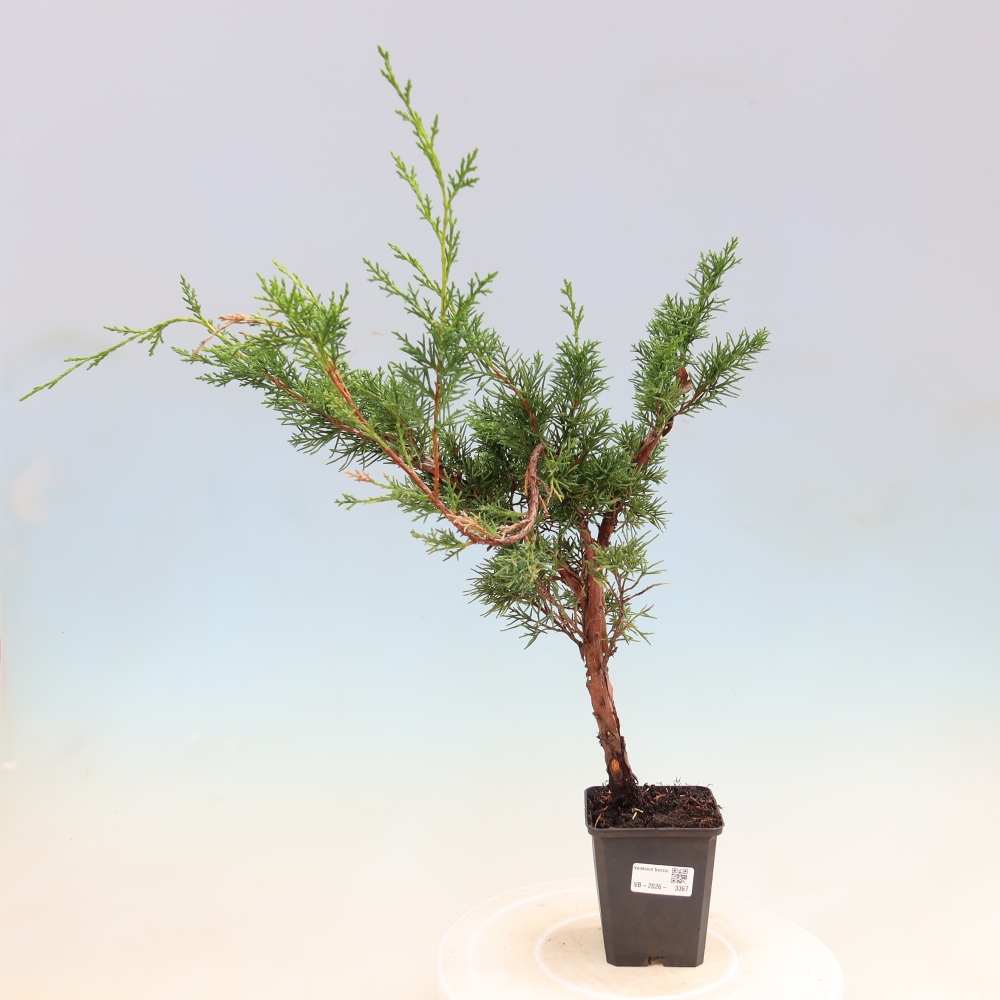 Kültéri bonsai - Juniperus chinensis Kishu