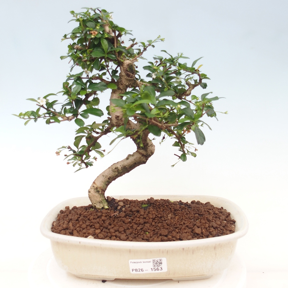 Szobai bonsai - Carmona macrophylla - Tea fuki