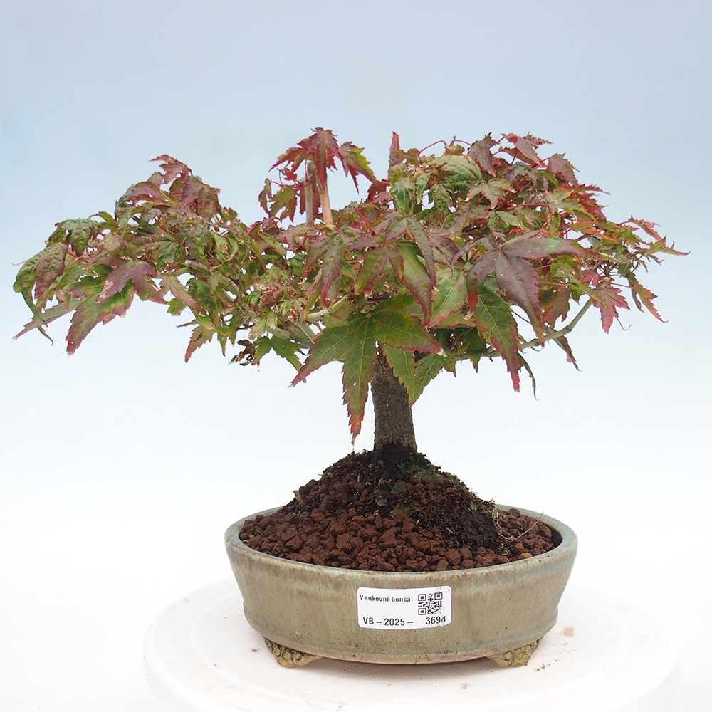 Acer palmatum KIOHIME - Pálma juhar