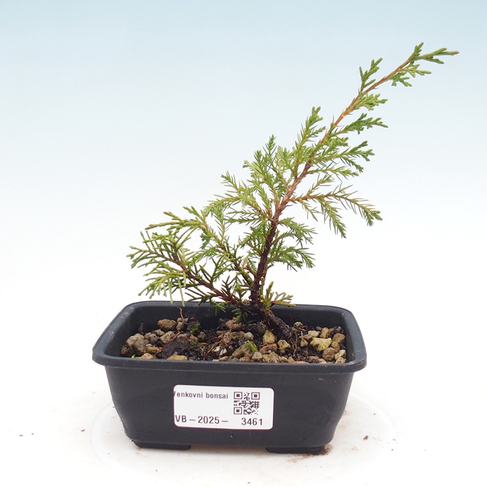 Kültéri bonsai - Juniperus chinensis Itoigawa