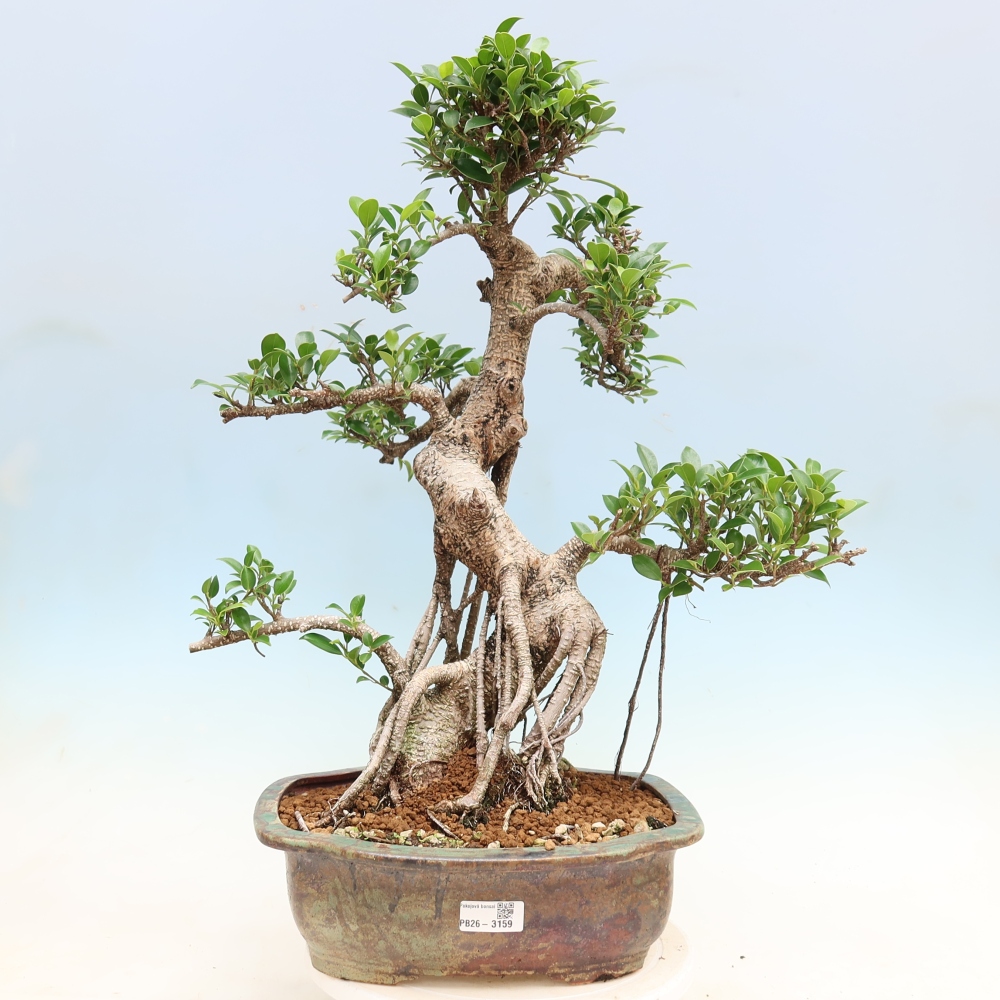 Szobai bonsai - Ficus kimmen - kislevelű fikusz