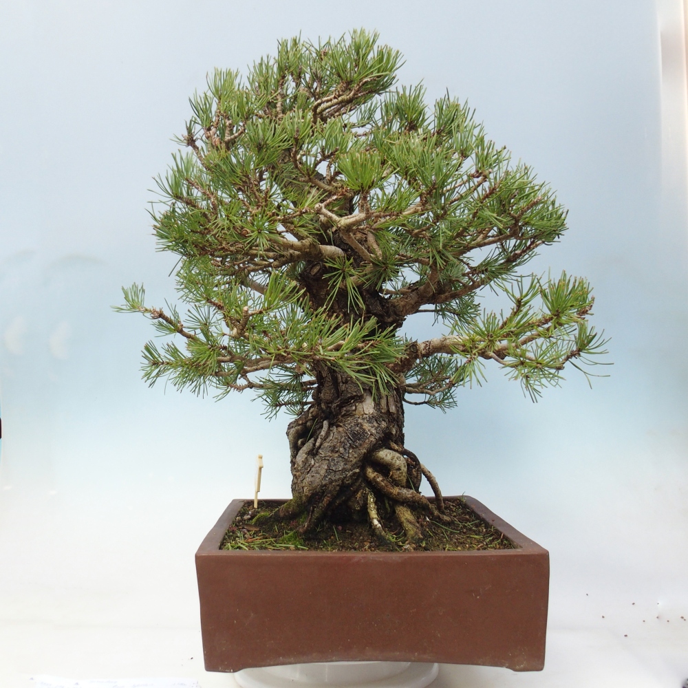 Kültéri bonsai - Pinus sylvestris - Pinus sylvestris