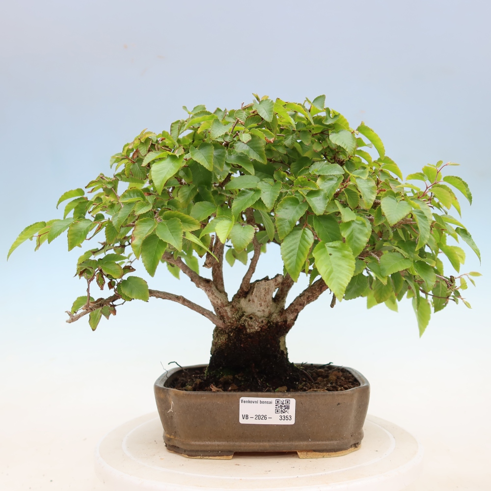 Kültéri bonsai -Carpinus Coreana - Koreai gyertyánfa