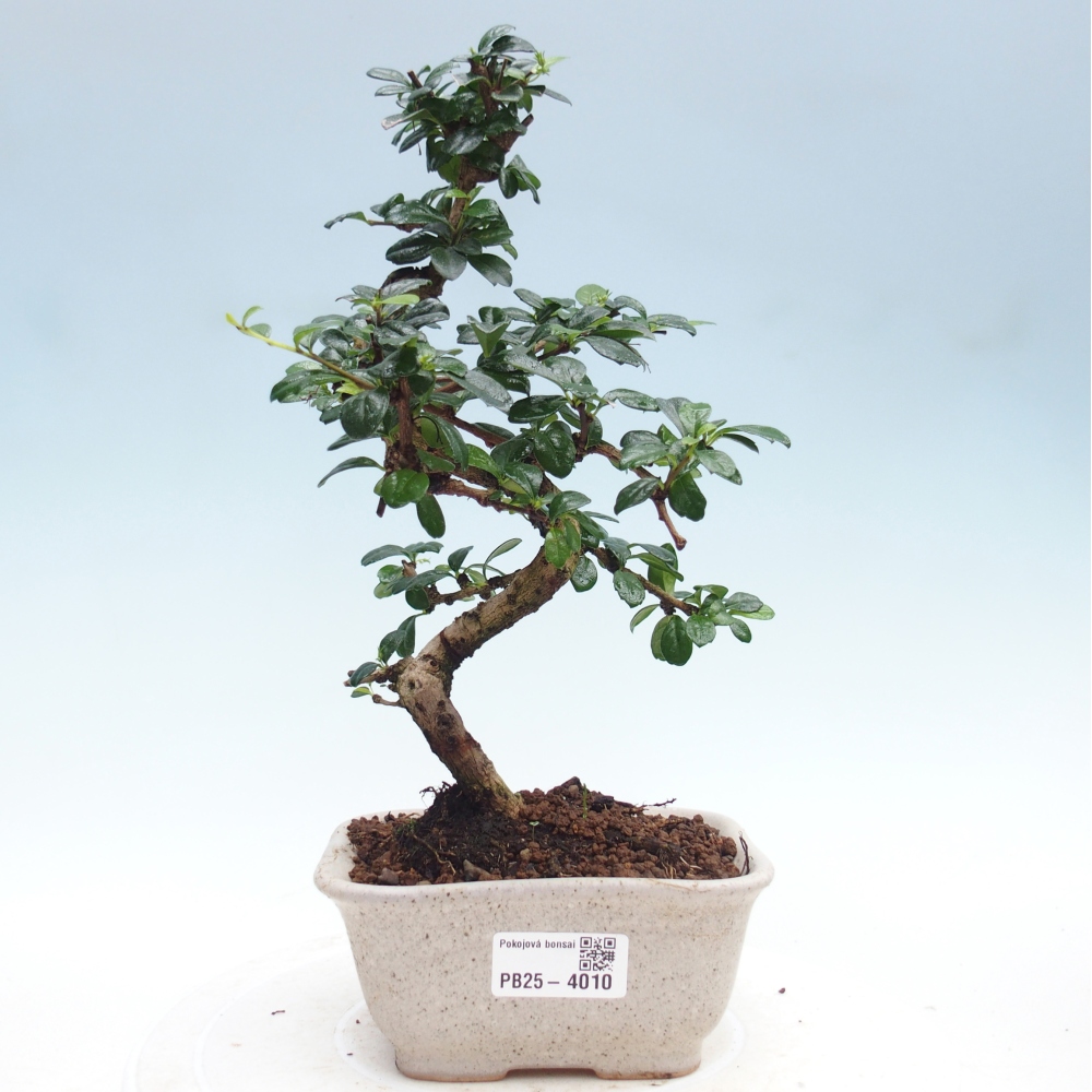 Szobai bonsai - Carmona macrophylla - Tea fuki