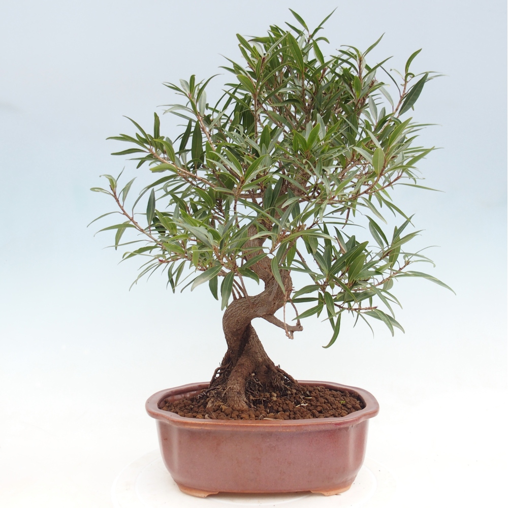 Szobai bonsai - Ficus nerifolia - kislevelű fikusz
