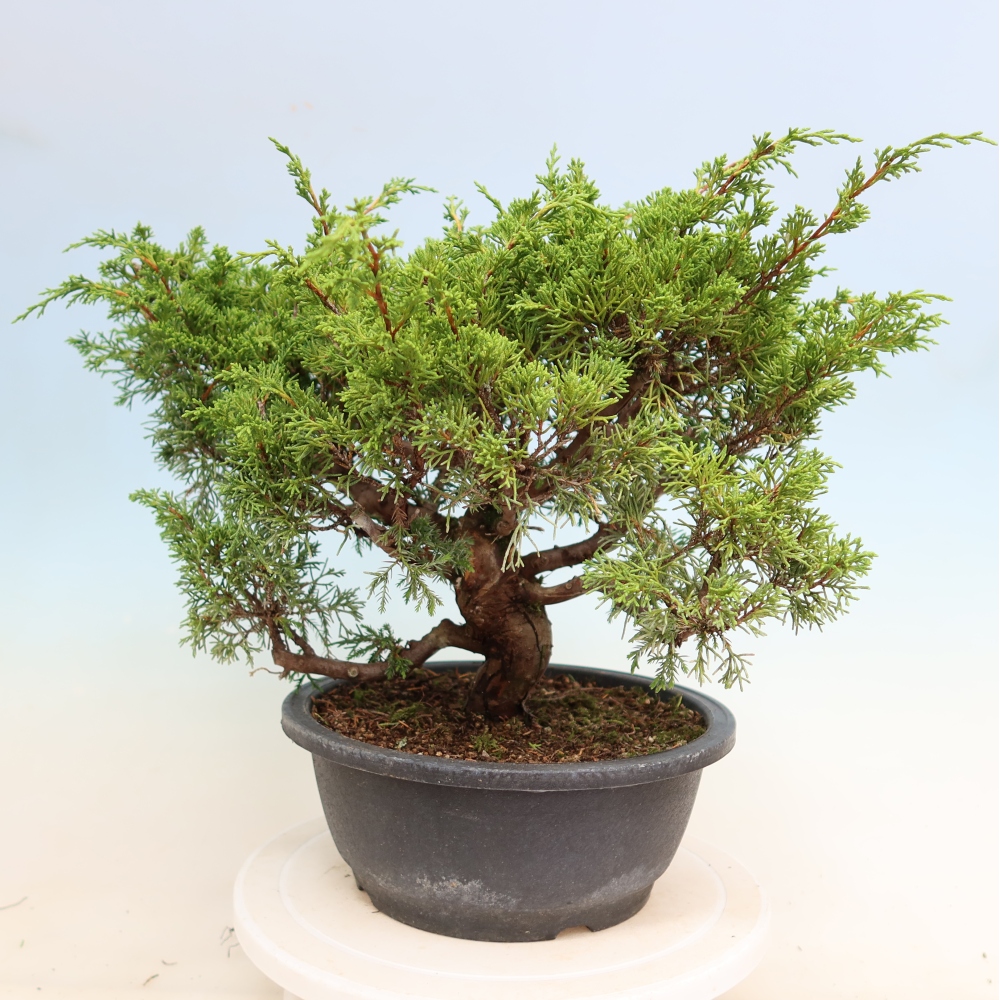 Kültéri bonsai - Juniperus chinensis Itoigawa-Juniperus chinensis