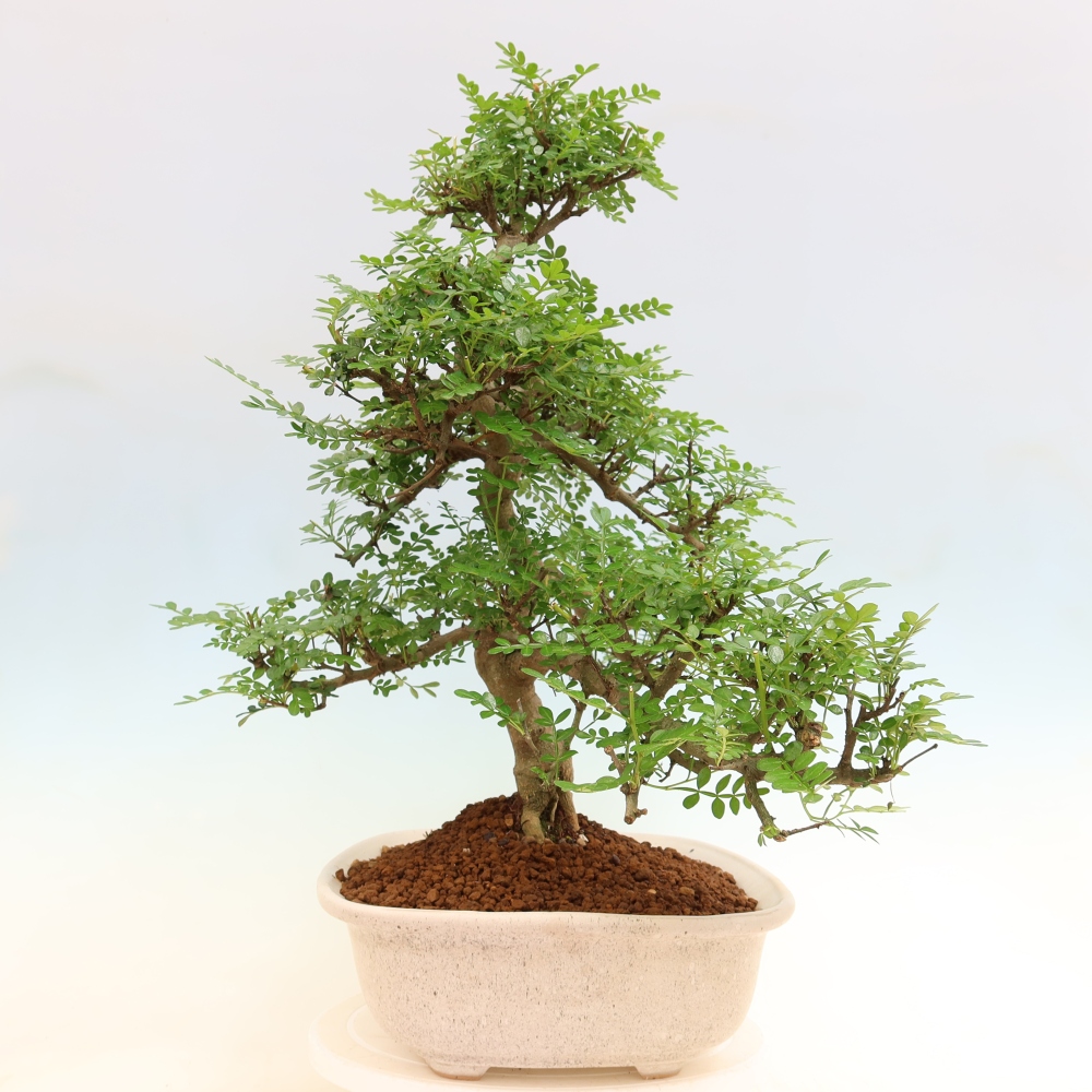 Szobai bonsai - Zantoxylum piperitum - borsfa