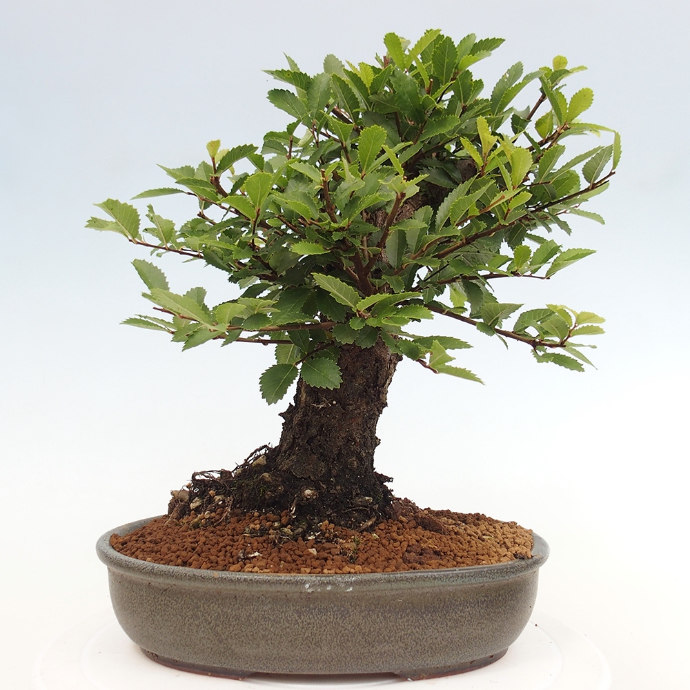Kültéri bonsai - Zelkova - Zelkova NIRE
