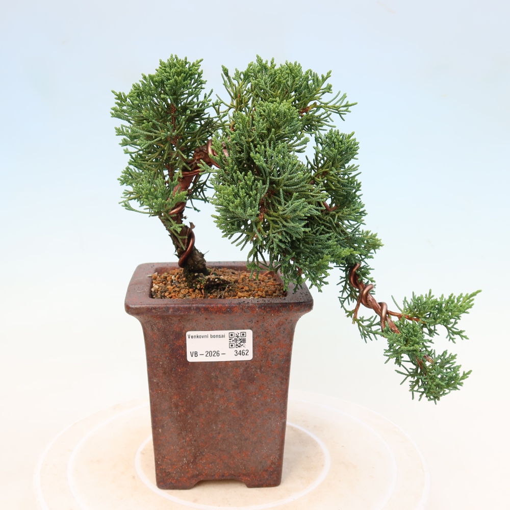 Kültéri bonsai - Juniperus chinensis Kishu