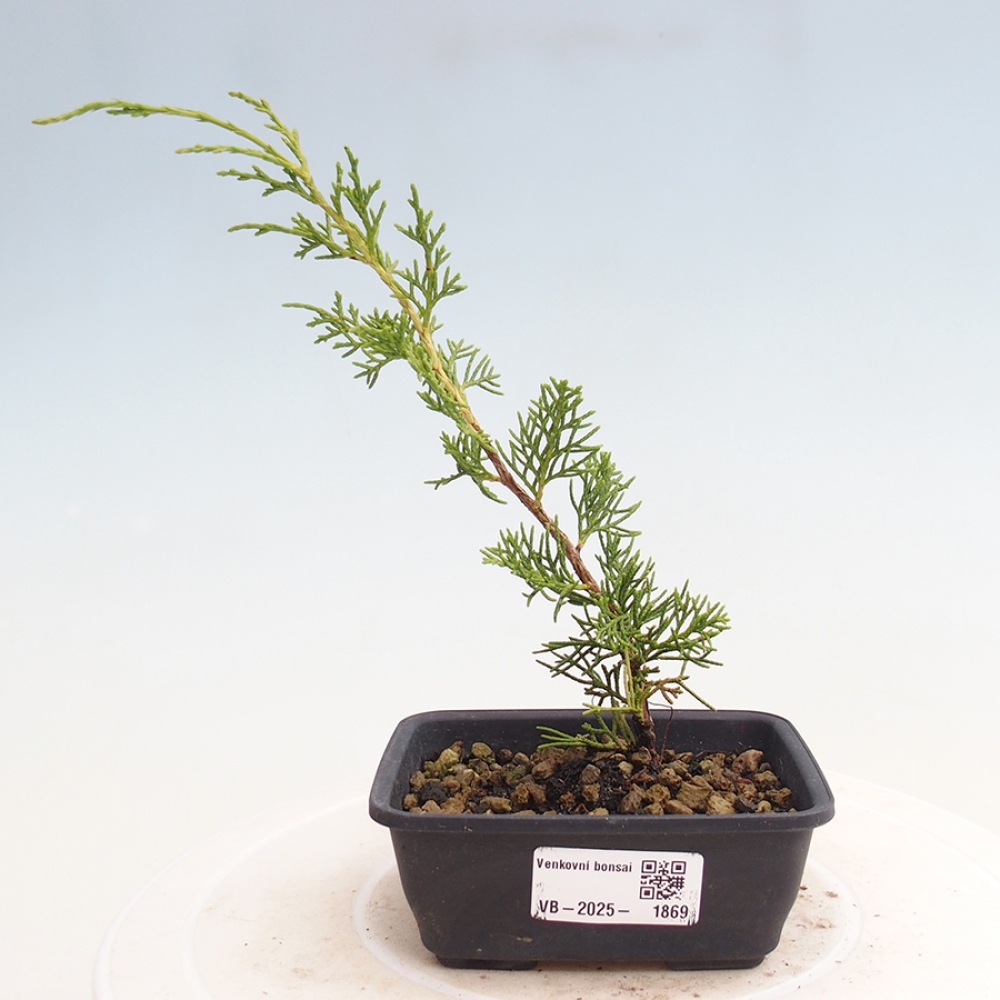 Kültéri bonsai - Juniperus chinensis Itoigawa
