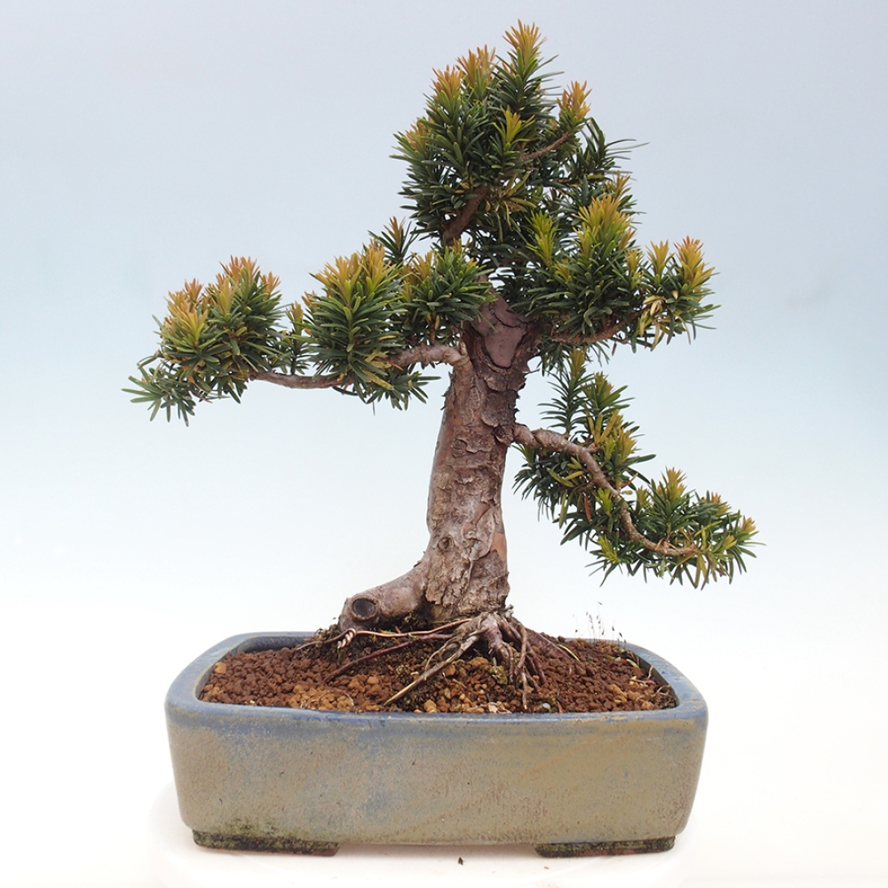 Kültéri bonsai - Taxus cuspidata - japán tiszafa