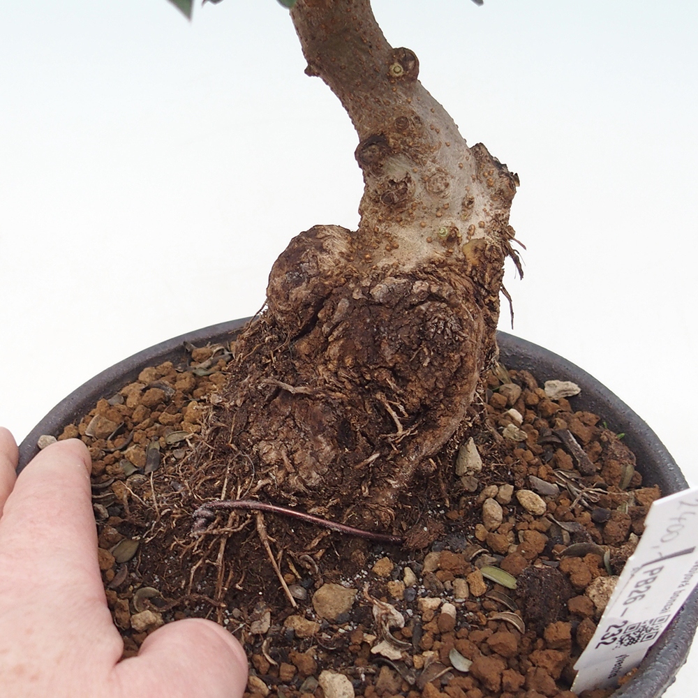 Beltéri bonsai - Olea europaea sylvestris