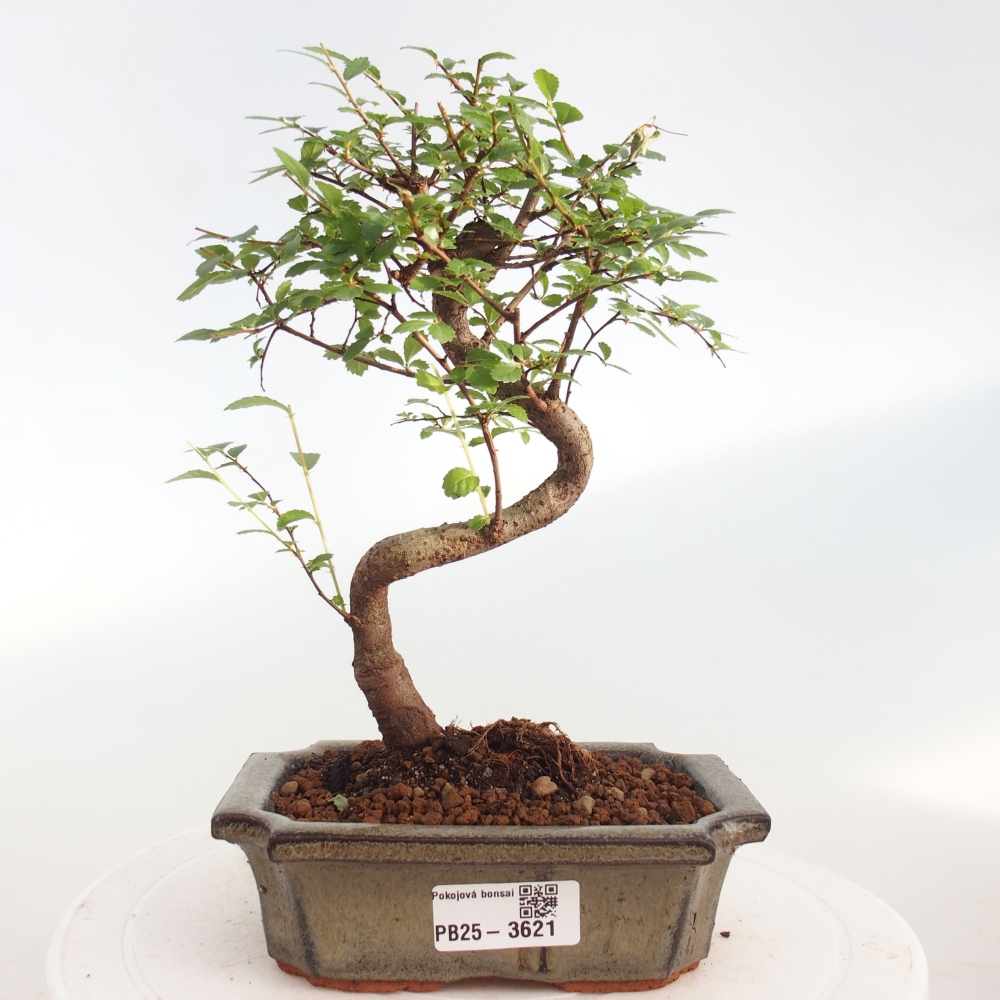 Szobai bonsai - Ulmus parvifolia - Kislevelű szilfa